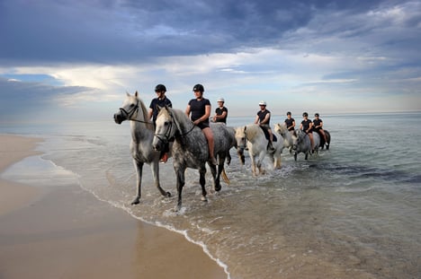 South Australia police officers take police horses for an early morning swim ahead of a hot day. AAP/David Mariuz