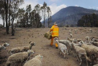 An RFS volunteer helps to feed sheep